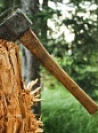 Получить разрешение на право вырубки зеленых насаждений можно через Портал госуслуг